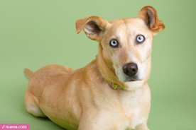 San Francisco Rescue Dog Photographer - Muttville | Nuena Pet Photography
