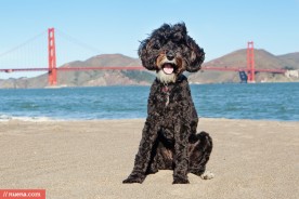 San Francisco Dog Photographer - Labradoodle | Nuena Pet Photography