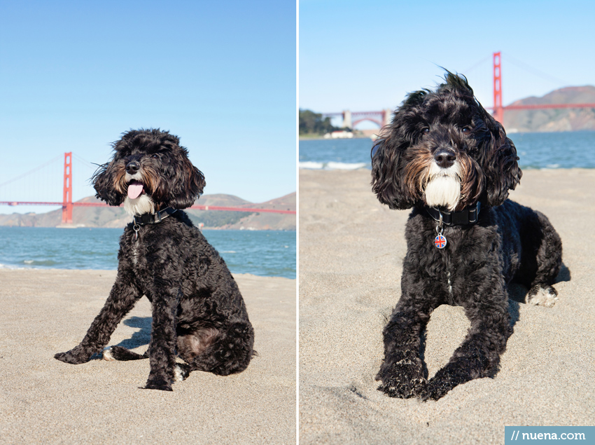 San Francisco Dog Photographer - Labradoodle | Nuena Pet Photography