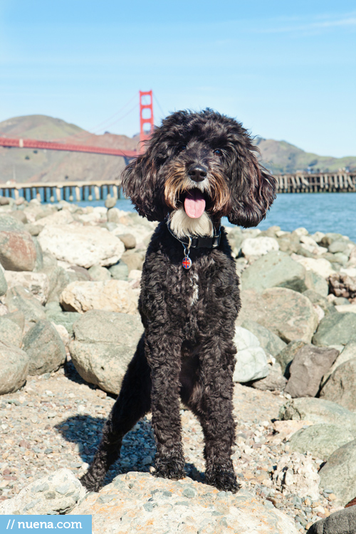 San Francisco Dog Photographer - Labradoodle | Nuena Pet Photography