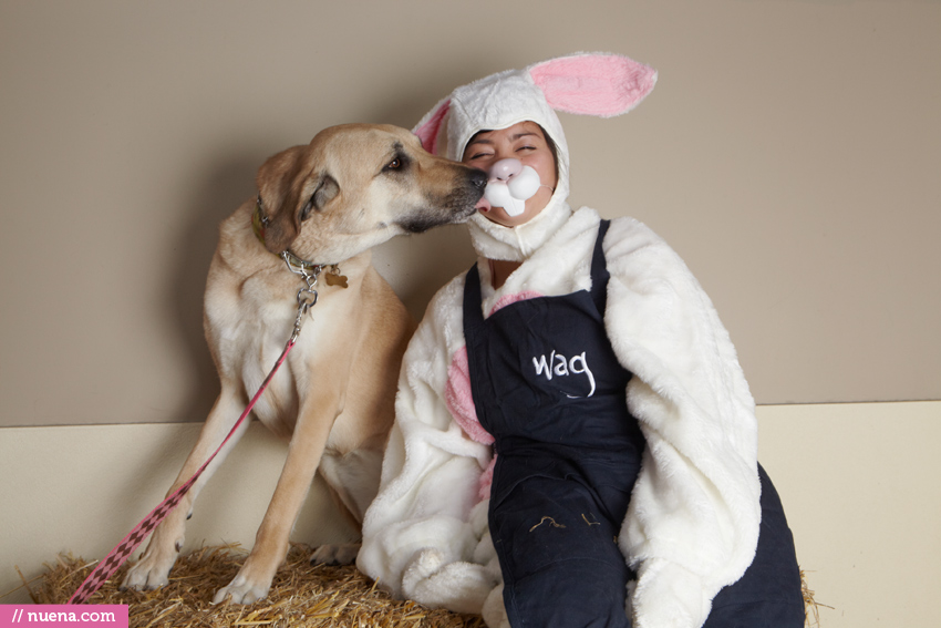 WAG Hotels Easter Party | Nuena Pet Photography