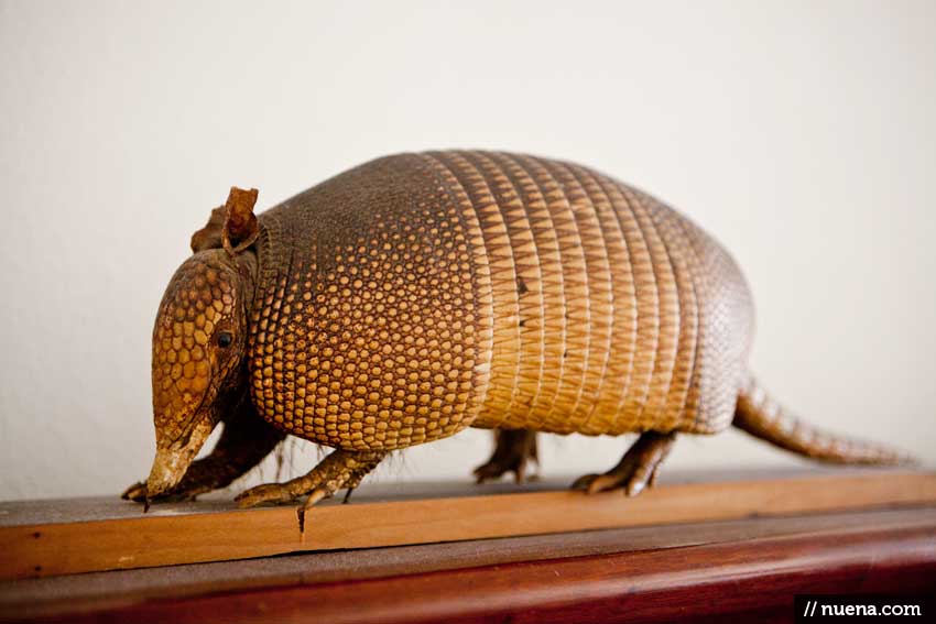 Taxidermy Armadillo - Houston, TX | Nuena Animal Photography