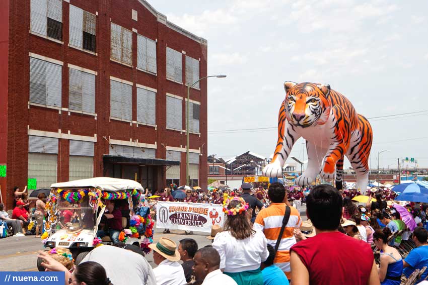 Fiesta Parade San Antonio - Trinity University Tiger | Nuena Photography