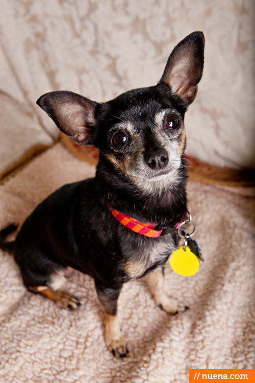 San Francisco Rescue Dog Photographer | Nuena Pet Photography