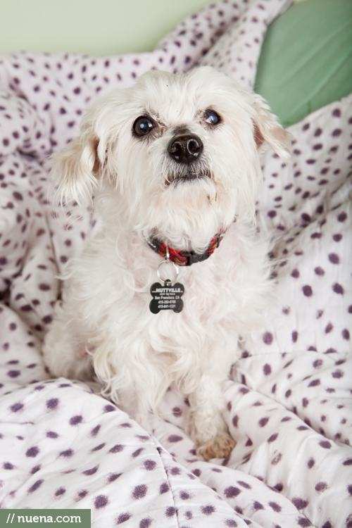 San Francisco Rescue Dog Photographer | Nuena Photography