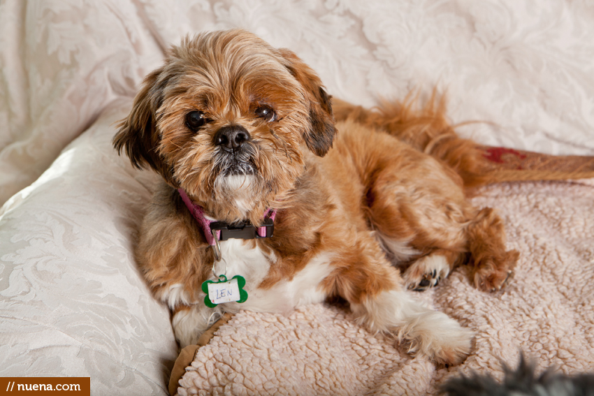 San Francisco Dog Photographer | Nuena Pet Photography