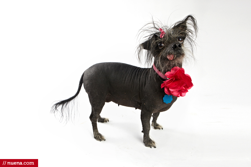 World's Ugliest Dog Contest - Boolah | San Francisco Dog Photographer