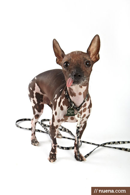 World's Ugliest Dog Contest - Roman | San Francisco Dog Photographer