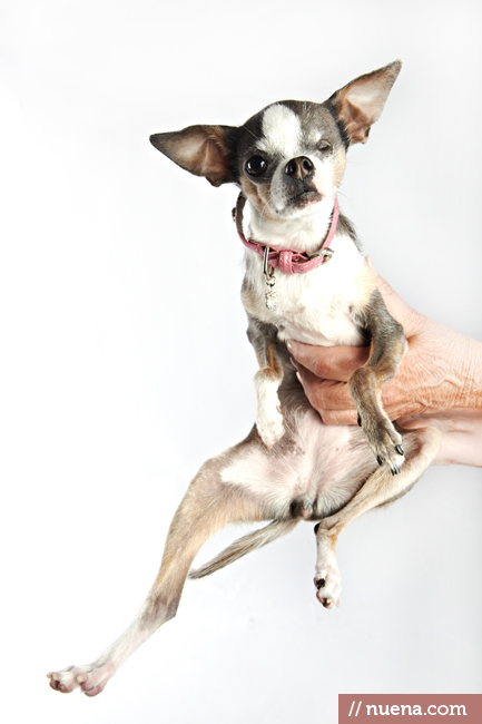 World's Ugliest Dog Contest - Abby | San Francisco Dog Photographer