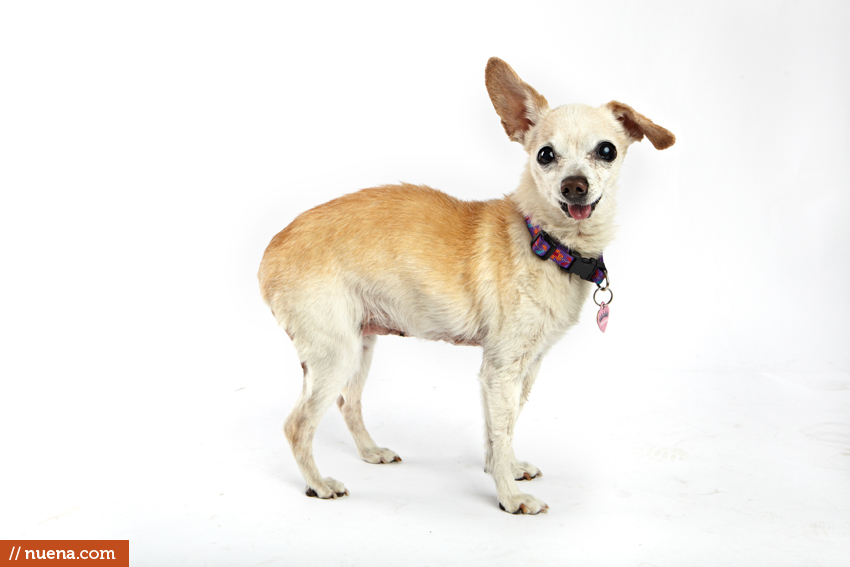 World's Ugliest Dog Contest - Addison | San Francisco Dog Photographer