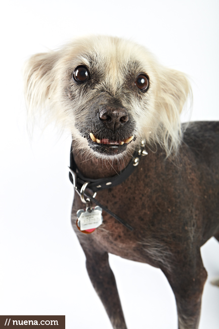 World's Ugliest Dog Contest - Creature | San Francisco Dog Photographer