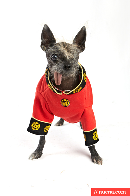 World's Ugliest Dog Contest - Handsome Hector | San Francisco Dog Photographer