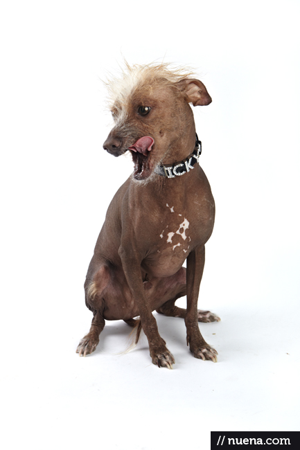 World's Ugliest Dog Contest - Icky | San Francisco Dog Photographer