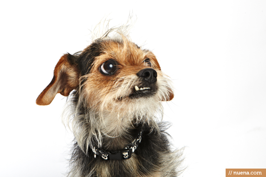 World's Ugliest Dog Contest - Morris | San Francisco Dog Photographer