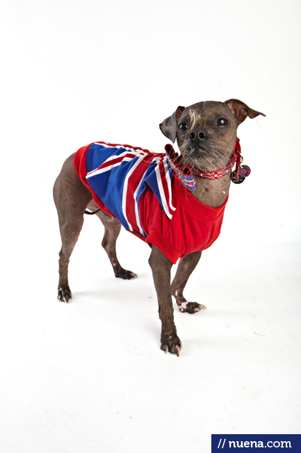 World's Ugliest Dog Contest - Mugly | San Francisco Dog Photographer