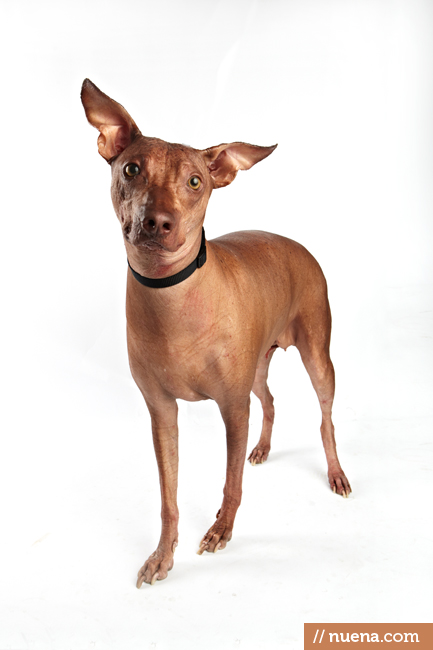 World's Ugliest Dog Contest - Niara | San Francisco Dog Photographer