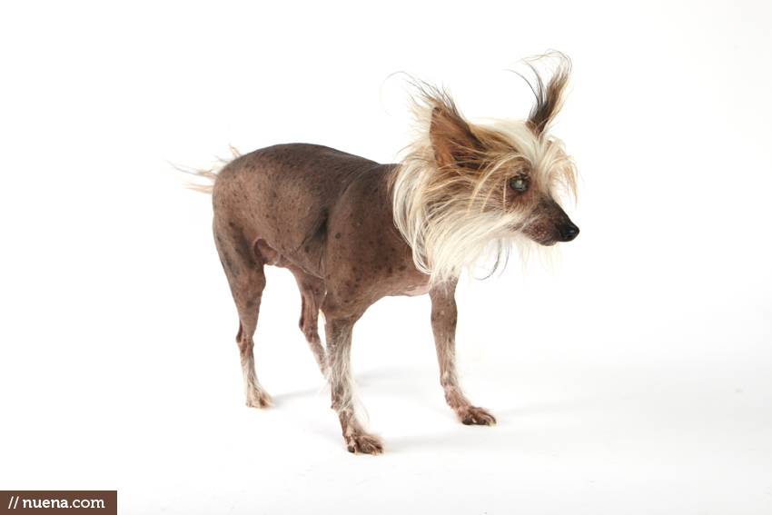 World's Ugliest Dog Contest - Peeps | San Francisco Dog Photographer