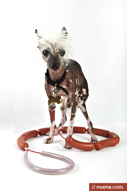World's Ugliest Dog Contest - Rascal | San Francisco Dog Photographer