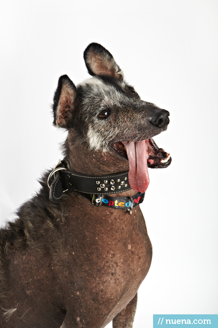 World's Ugliest Dog Contest - Reggie | San Francisco Dog Photographer
