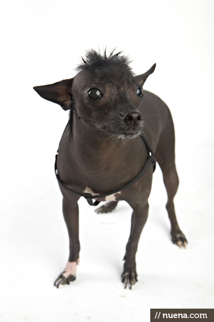 World's Ugliest Dog Contest - Rue | San Francisco Dog Photographer