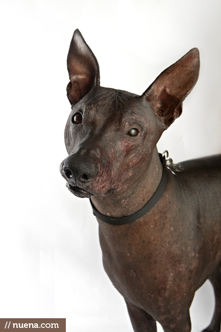 World's Ugliest Dog Contest - Sipan | San Francisco Dog Photographer