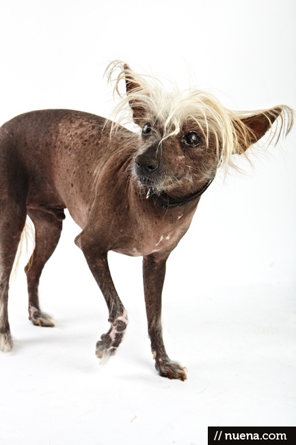 World's Ugliest Dog Contest - Spam | San Francisco Dog Photographer