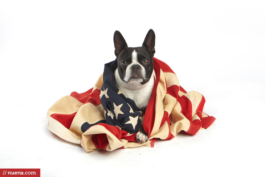 San Francisco Dog Photographer - 4th of July | Nuena Photography 