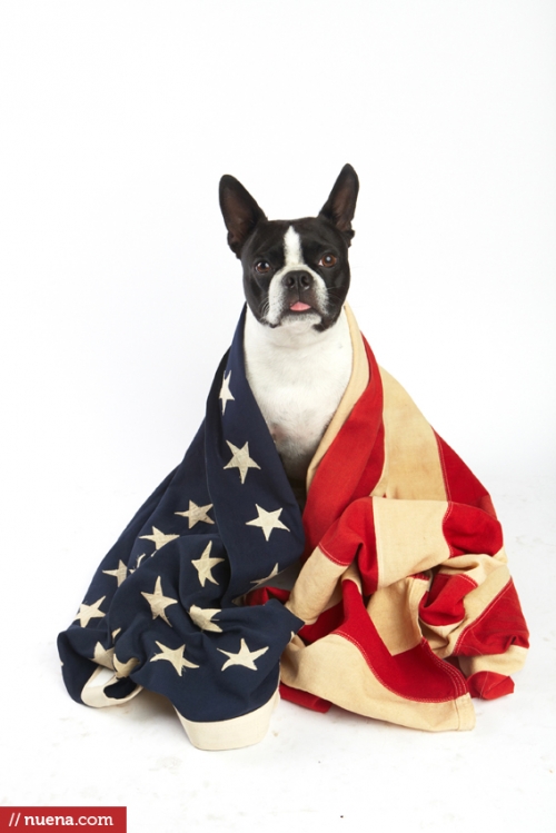 San Francisco Dog Photographer - 4th of July | Nuena Photography 