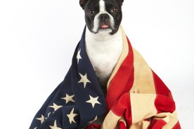 San Francisco Dog Photographer - 4th of July | Nuena Photography