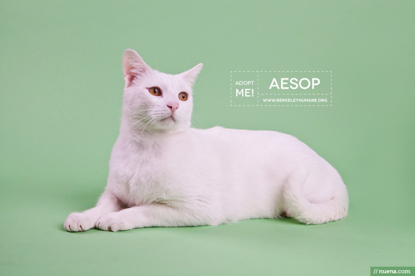 Berkeley Cat Photographer - Cat | Nuena Pet Photography