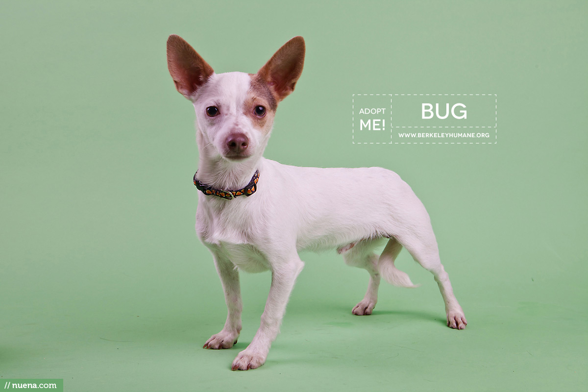 Berkeley Humane Dog Photographer - Bug | Nuena Pet Photography