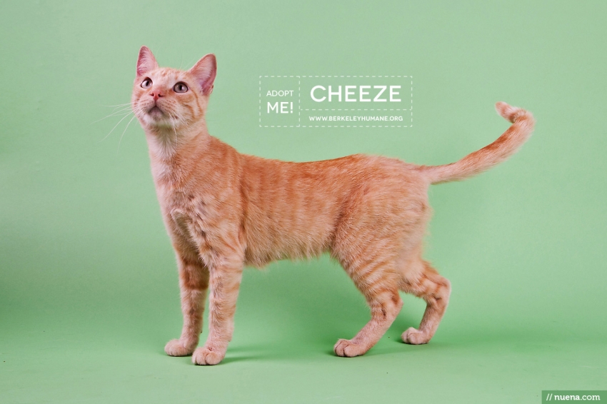 Berkeley Cat Photographer - Cat | Nuena Pet Photography