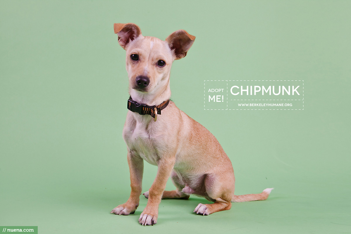 Berkeley Humane Dog Photographer - Chipmunk | Nuena Pet Photography