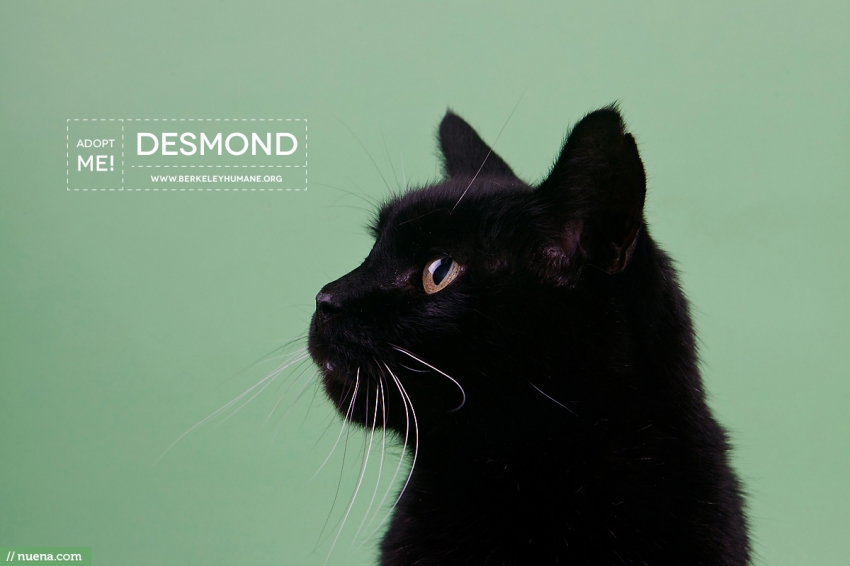 Berkeley Cat Photographer - Cat | Nuena Pet Photography
