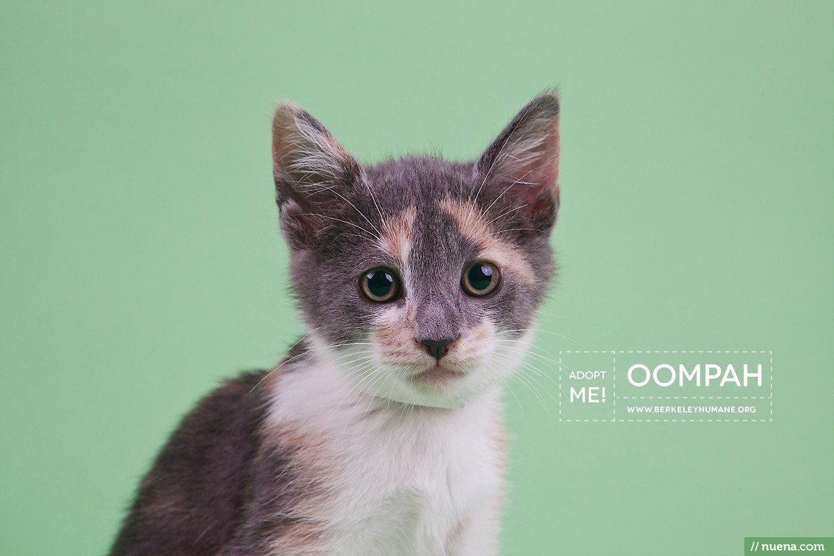 Berkeley Humane Cat Photographer - Oompah | Nuena Pet Photography