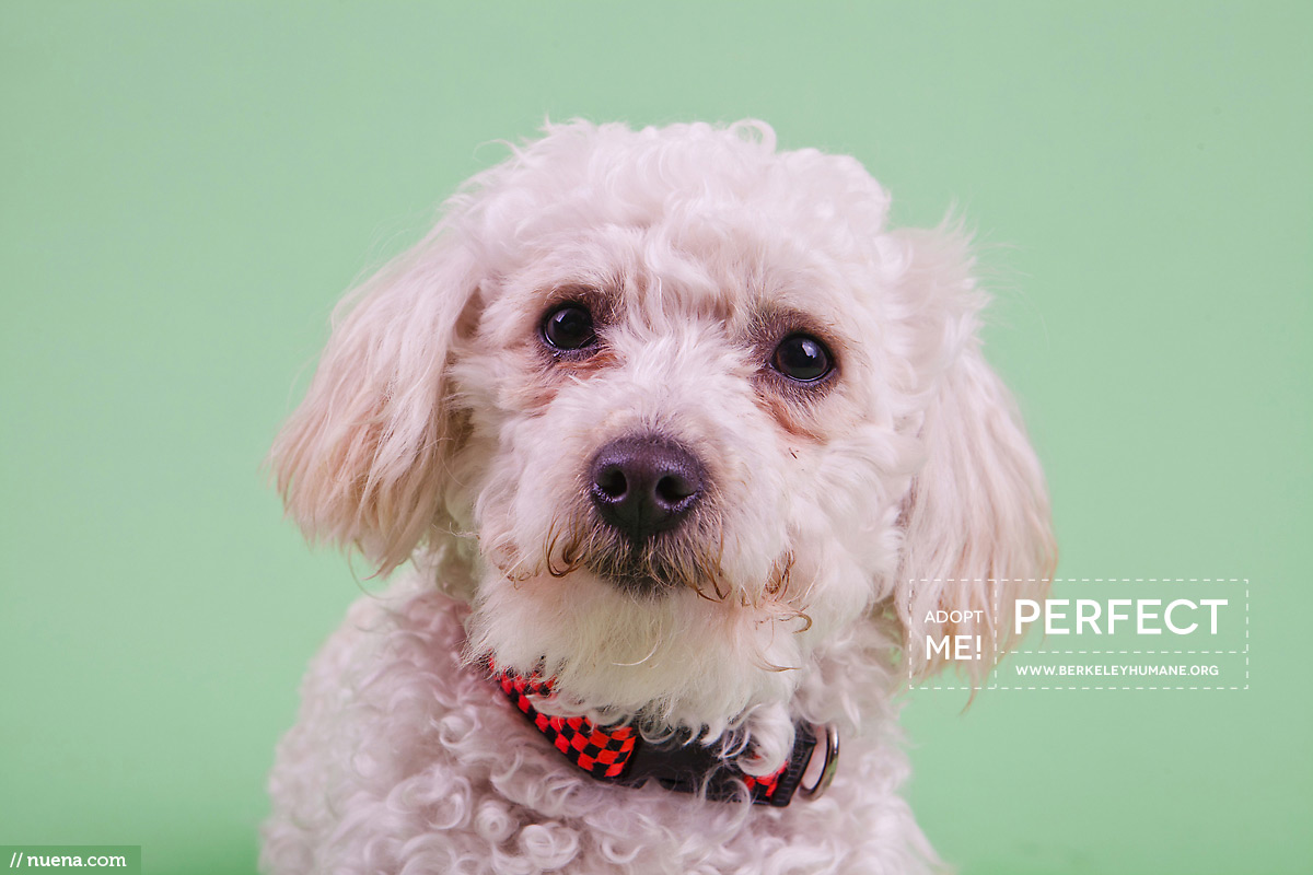 Berkeley Humane Dog Photographer - Perfect | Nuena Pet Photography