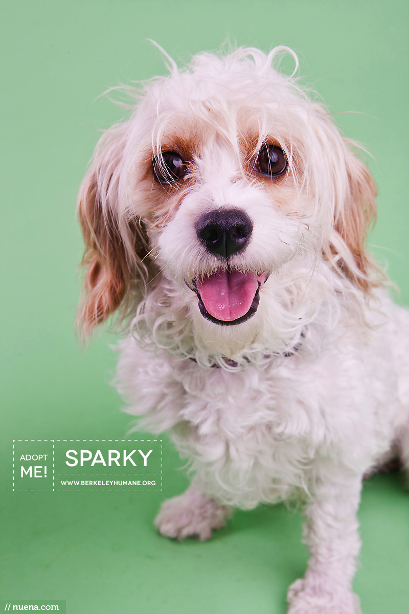 Berkeley Humane Dog Photographer - Sparky | Nuena Pet Photography