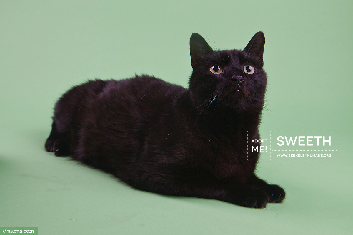 Berkeley Humane Cat Photographer - Sweeth | Nuena Pet Photography