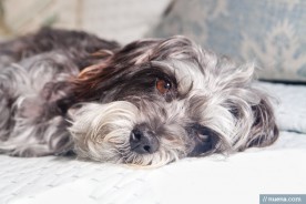 San Francisco Dog Photographer - Mini Schnauzer Mix | Nuena Photography