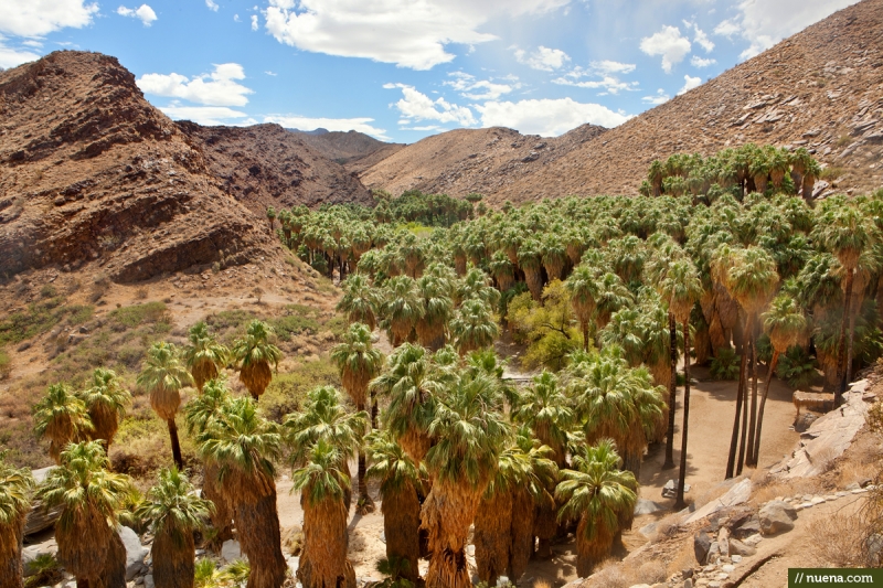 Palm Canyon at Indian Canyons Park | San Francisco Travel Photographer Kira Stackhouse - Nuena Photography