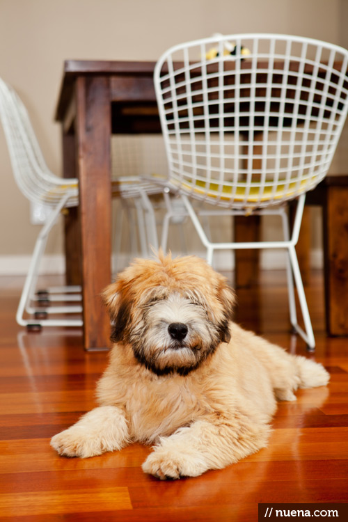 San Francisco Dog Photographer - Rigby the Wheaten Terrier | Nuena Photography