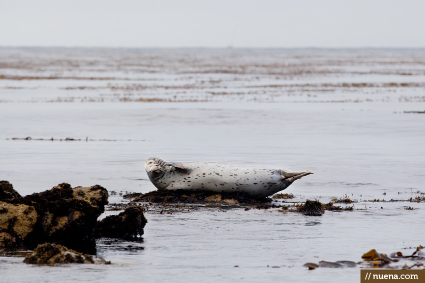 Harbor Seal Monterey Bay | San Francisco Wildlife Photographer Kira Stackhouse