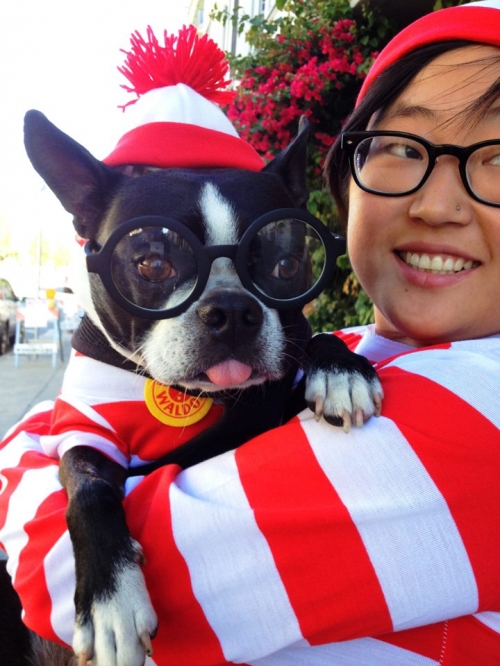 Harley the Boston Terrier & Kira Stackhouse Photographer