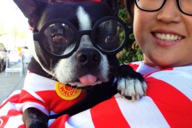 Harley the Boston Terrier & Kira Stackhouse Photographer