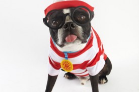 Harley the Boston Terrier - Nuena Photography by Kira Stackhouse