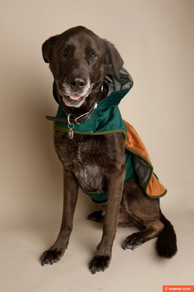 Jeffrey's Natural Pet Foods - Halloween Party | Nuena Photography