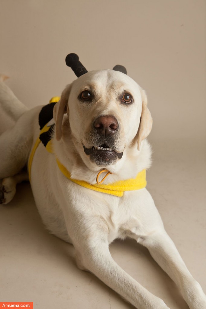 Jeffrey's Natural Pet Foods - Halloween Party | Nuena Photography