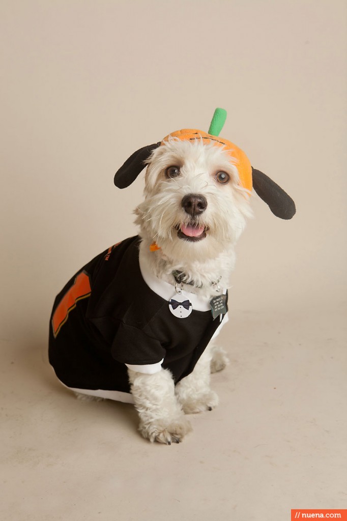 Jeffrey's Natural Pet Foods - Halloween Party | Nuena Photography