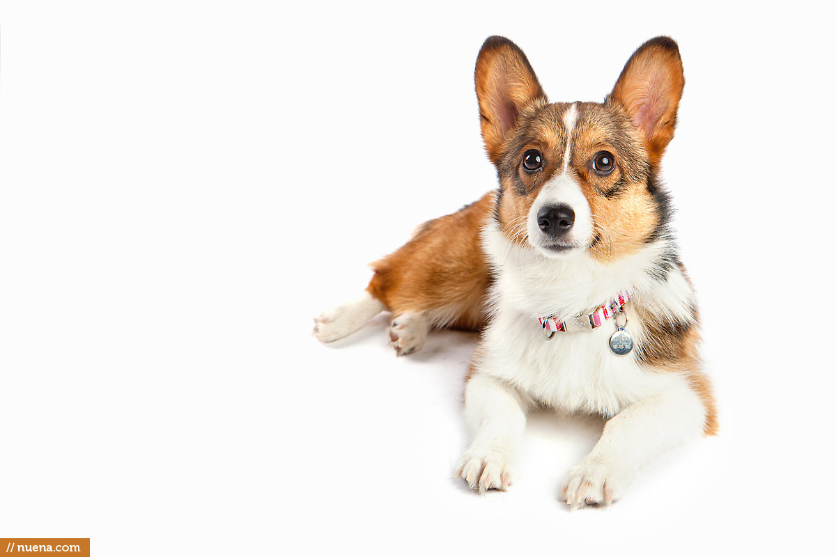 Corgi Puppy - London | Nuena Pet Photography