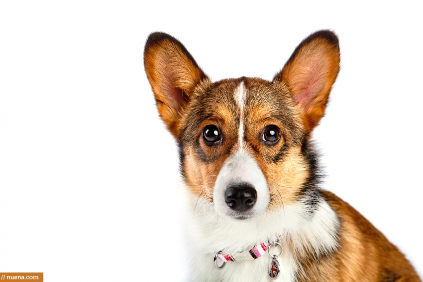Corgi Puppy - London | Nuena Pet Photography